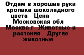 Отдам в хорошие руки кролика шоколадного цвета › Цена ­ 2 000 - Московская обл., Москва г. Животные и растения » Другие животные   